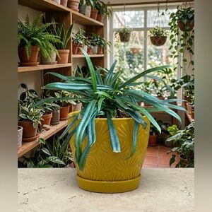 Yellow Ceramic Barrel Planter with Attached Saucer – 6" Flower Pot with Drainage